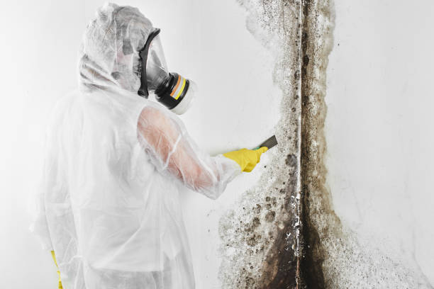 Office Mold Removal Services in Checotah, OK