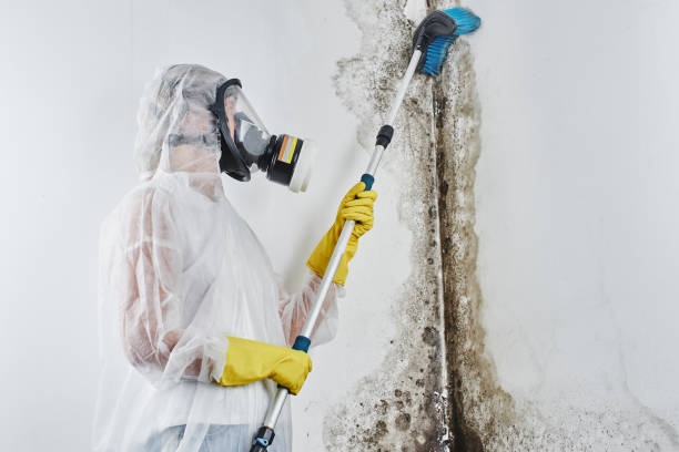 Trusted Checotah, OK Mold Removal Experts