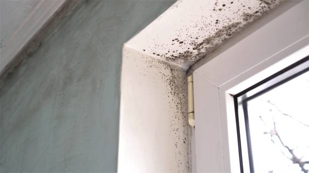 Best Fast Mold Removal  in Checotah, OK