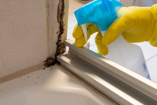Best Local Mold Removal Service  in Checotah, OK