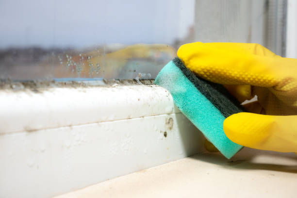 Best Affordable Mold Removal  in Checotah, OK