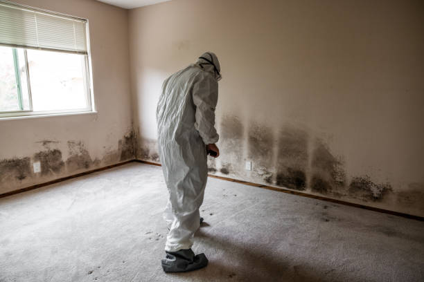 Best Office Mold Removal Services  in Checotah, OK