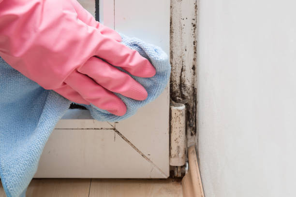 Best Mold Removal Near Me  in Checotah, OK