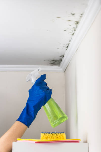 Best Mold Removal Company Near Me  in Checotah, OK
