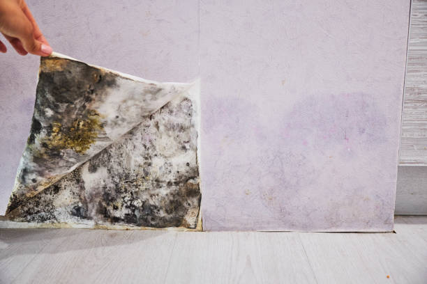 Best Mold Remediation Experts  in Checotah, OK